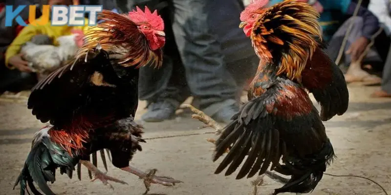 Sơ lược về dòng game đá gà KUBET chuẩn nhất