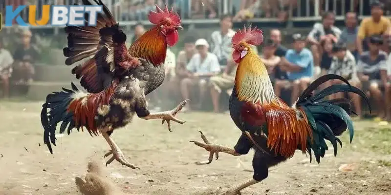Trận đá gà cựa dao nhanh chóng hấp dẫn