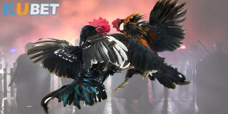 Đa dạng thể loại đá gà phù hợp với bạn