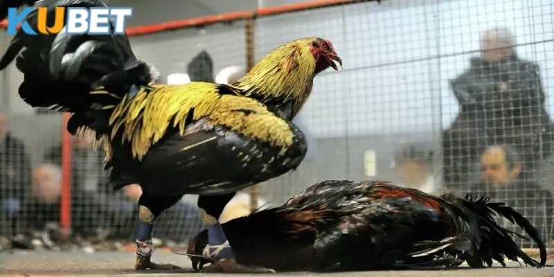 Khám phá một vài thông tin cơ bản về đá gà cựa sắt