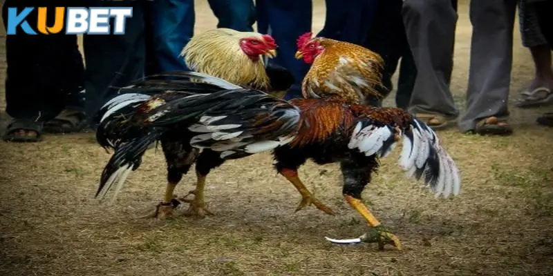 Quy định cân nặng của chiến kê trong chọi gà cựa sắt