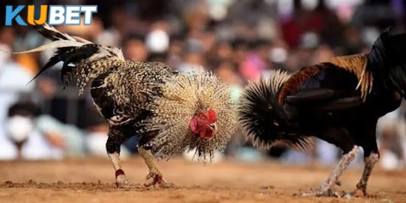 Kinh nghiệm đặt cược chọi gà cựa sắt tăng tỷ lệ thắng