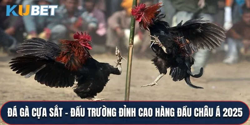 Đá Gà Cựa Sắt - Đấu Trường Đỉnh Cao Hàng Đầu Châu Á 2025