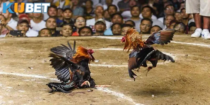 Tìm hiểu một vài thông tin cơ bản về trận gà 24 tỷ lịch sử