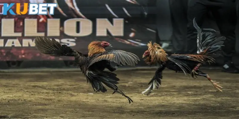 Thông tin về 2 chiến kê tham gia vào trận chọi gà 24 tỷ