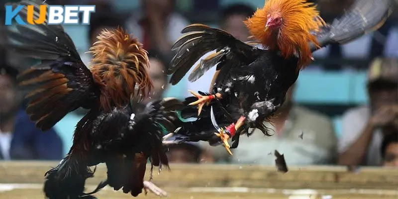 Diễn biến qua từng hiệp của trận chọi kê 24 tỷ lịch sử