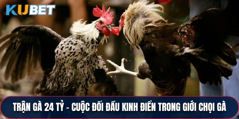Trận Gà 24 Tỷ - Cuộc Đối Đầu Kinh Điển Trong Giới Chọi Gà