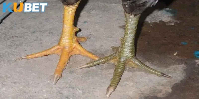 Giới thiệu thông tin sơ lược về vảy gà phủ địa