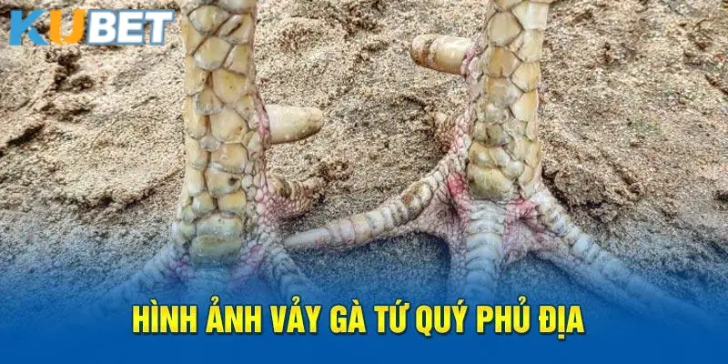 Tổng hợp các loại vảy phủ địa phổ biến ở gà hiện nay