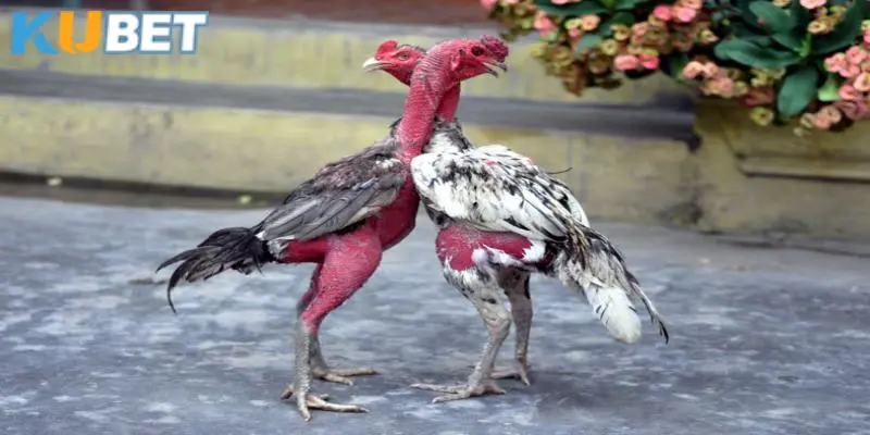 Ưu điểm nổi bật có ở các chiến kê sở hữu vảy phủ địa