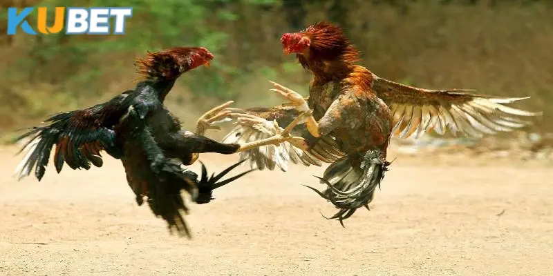 Kinh nghiệm chăm sóc chiến kê có vảy phủ địa hiệu quả