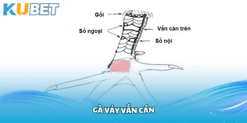 Đôi nét thông tin cơ bản cần biết về vảy gà vấn cán