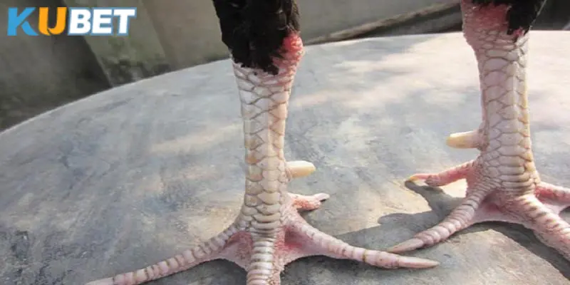 Các vị trí vảy vấn cán thường thấy ở chiến kê