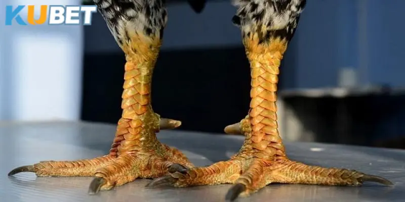 Kinh nghiệm để nhận biết vảy vấn cán tốt xấu ở gà