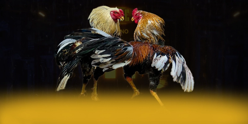 Vb777 - Lời kết với đầy đủ ưu điểm nổi bật. Vb777 - Lời kết với đầy đủ ưu điểm nổi bật.