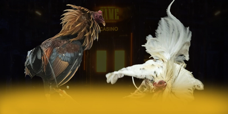 9Bet - Cổng cá cược chuyên nghiệp số 1 Việt Nam