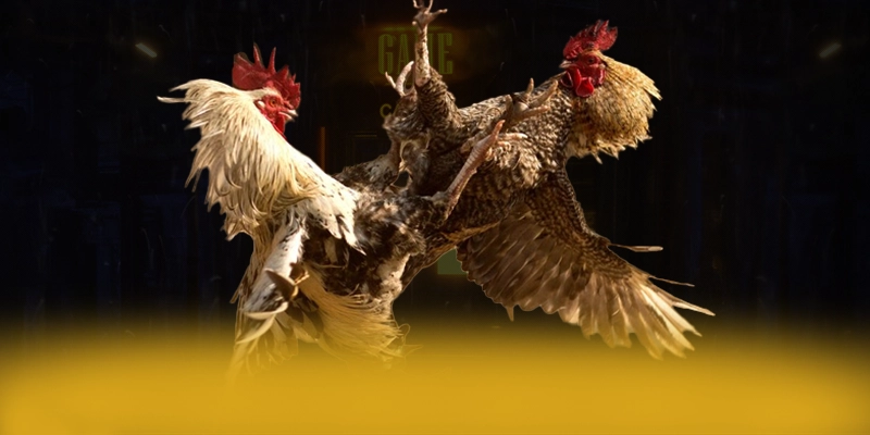 GA6789 - Khẳng định vị thế dưới góc nhìn chuyên môn.