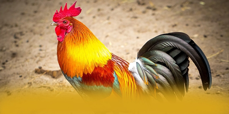 tỷ lệ kèo bóng đá - Tổng quan về thương hiệu một cách tổng quan.