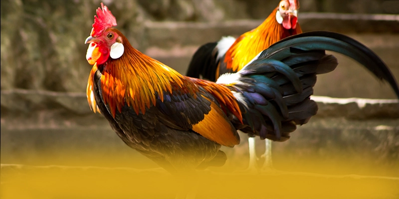 tỷ lệ kèo bóng đá - Sảnh game phổ biến hàng đầu đang làm mưa làm gió