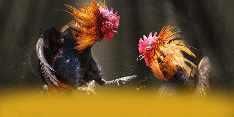 W88 - Cổng giải trí ổn định trên thị trường