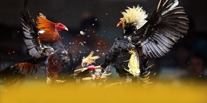 VWIN - Nhà cái được đánh giá cao về độ tin cậy được giới chuyên môn đánh giá cao – Trải nghiệm VWIN VWIN - Nhà cái được đánh giá cao về độ tin cậy được giới chuyên môn đánh giá cao – Trải nghiệm VWIN