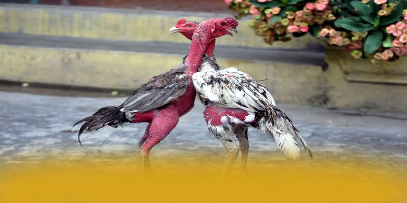 tỷ lệ kèo bóng đá – Thương hiệu chất lượng, được giới cược thủ đánh giá cao.