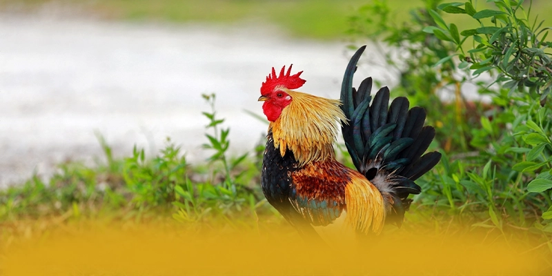 B52 - Tổng quan về thương hiệu với góc nhìn khách quan.