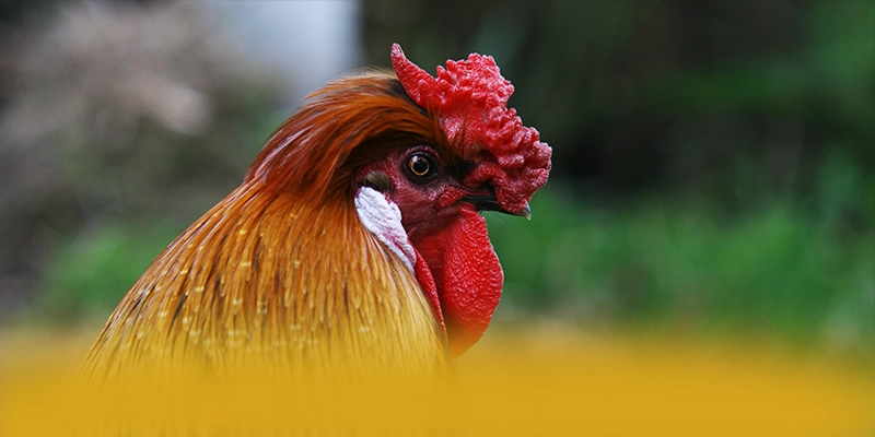 B52 - Nhà cái có quà tặng đặc biệt 2025 – Săn ngay B52