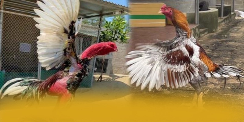 B52 - Cổng trò chơi với phần thưởng siêu lớn được giới cược thủ đánh giá cao – Trải nghiệm ưu đãi hấp dẫn cùng B52