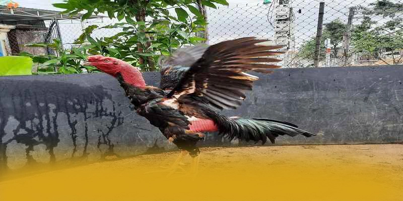 B52 - Thương hiệu game trực tuyến với nhiều tựa game đổi thưởng hấp dẫn trong cộng đồng game thủ – Khám phá những game hot đến từ B52