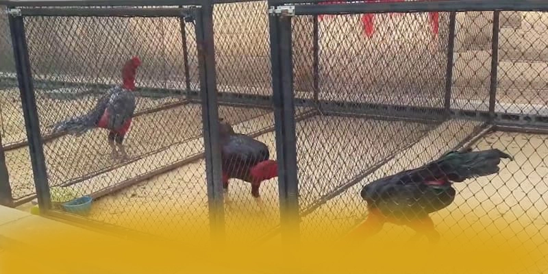 KKWIN - Nền tảng cá cược mang đến trải nghiệm giải trí đỉnh cao được đánh giá cao – Khám phá ngay các trò chơi tại KKWIN